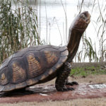 Waco Sculpture Zoo - Box Turtle II