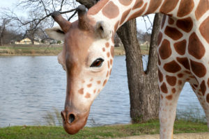 Waco Sculpture Zoo - Giraffe Face