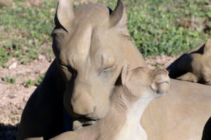 Waco Sculpture Zoo - Lioness and cubs Face