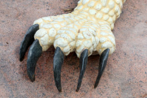 Waco Sculpture Zoo - Spiny Lizard Foot