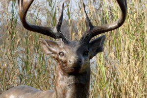 Waco Sculpture Zoo - Whitetail Close Up