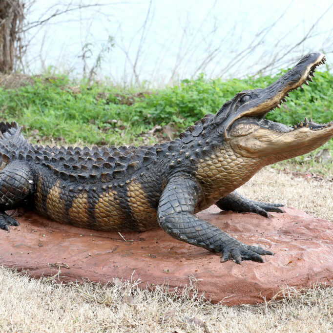 Waco Sculpture Zoo - American Alligator
